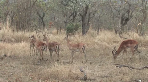 Springbok Vídeos de archivo 940384