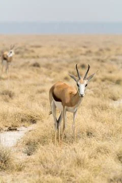Springbok in grass desert Stock Photos