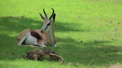 Springbok in the Grass Vídeos de archivo 65790125