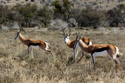 Springbok grazing in the field Stock Photos