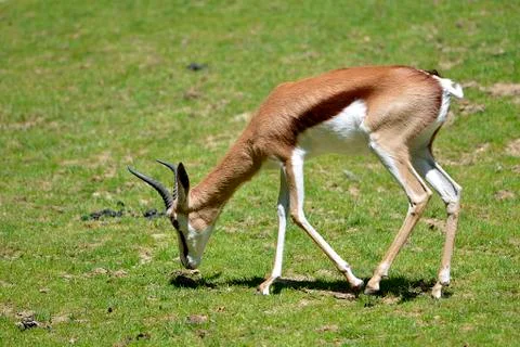Springbok grazing Stock Photos