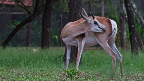 Springbok grooming and scratching itself Stock Footage 326424029
