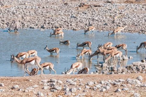 Springbok herd drinking inside a waterhole in northern Namibia Stock Photos