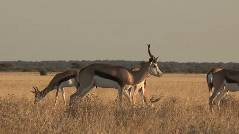 Springbok herd Video stock 105324087
