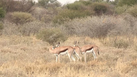 Springbok herd in the Kalahari Stock Footage 98374426