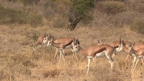 Springbok herd in the Kalahari Stock Footage 98374602
