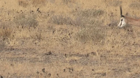 Springbok herd in the Kalahari Stock Footage 98374604