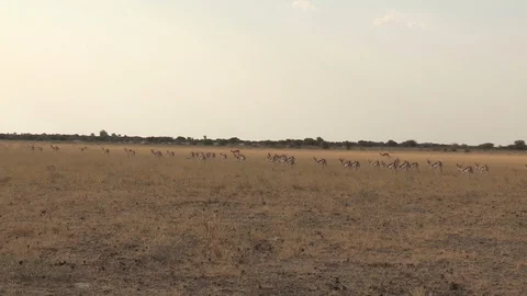 Springbok herd in the Kalahari Stock Footage 98374665