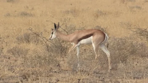 Springbok herd in the Kalahari Stock Footage 98374895