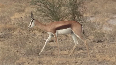 Springbok herd in the Kalahari Stock Footage 98374916