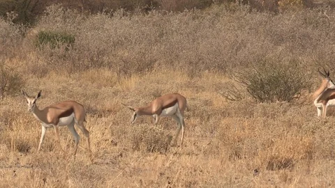 Springbok herd in the Kalahari Stock Footage 98374949