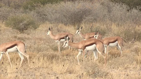 Springbok herd in the Kalahari Stock Footage 98374997