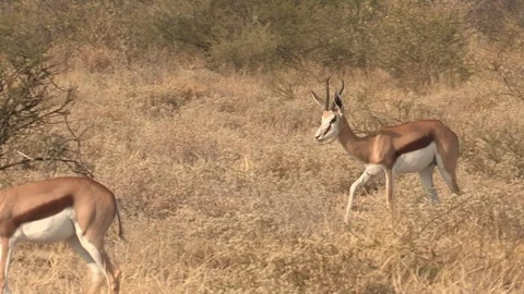 Springbok herd in the Kalahari Stock Footage 98375012