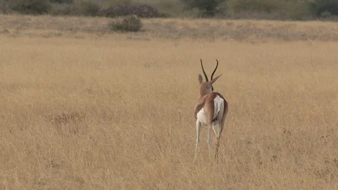 Springbok herd in the Kalahari Stock Footage 98375177