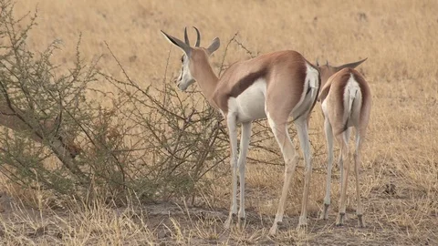 Springbok herd in the Kalahari Stock Footage 98375227