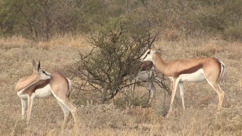 Springbok herd in the Kalahari Stock Footage 98375287
