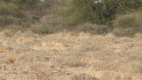 Springbok herd in the Kalahari Video stock 98375413