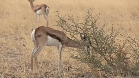 Springbok herd in the Kalahari Stock Footage 98375558