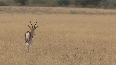 Springbok herd in the Kalahari Stock Footage 98375627