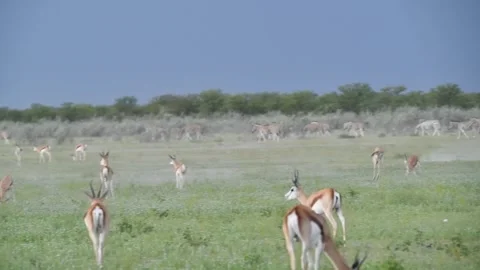 Springbok herd with one high-pronk subject highlighted Stock Footage 320809094