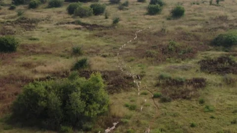 Springbok Herd Stameped Stock Footage