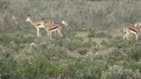 Springbok herd standing with distant pronking — Part 2 Stock Footage 320809062