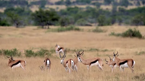 Springbok Herd in Veld Stock Footage 204922908