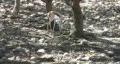 Springbok on hill HD Vídeo HD