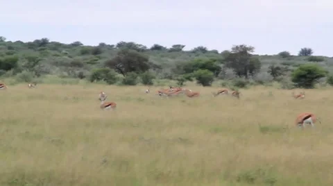 Springbok Jumping in field Stock Footage 1087020