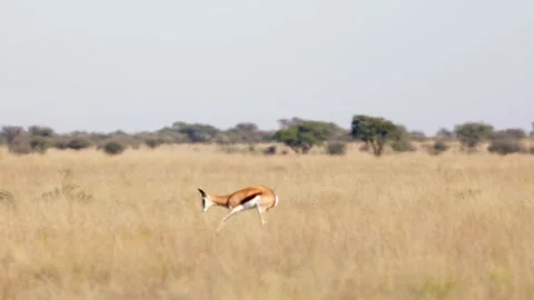 A Springbok jumping for joy Stock-Footage 243490715