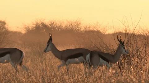 Springbok in Kalahari Desert Video stock 105329861