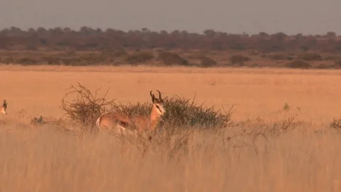 Springbok in Kalahari Desert Stock Footage 105329916