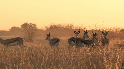 Springbok in Kalahari Desert Stock Footage 105329931