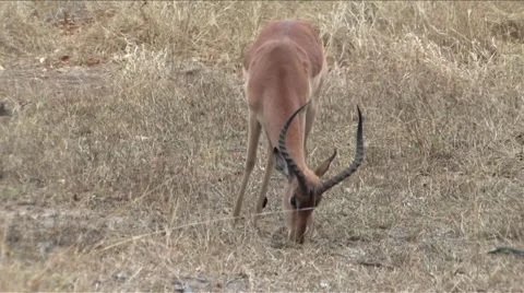 Springbok in Kruger Vídeos de archivo 940395