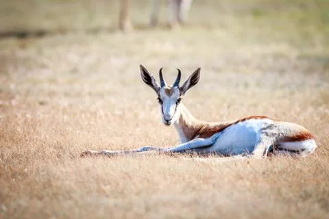 Springbok laying in the grass. Stock Photos