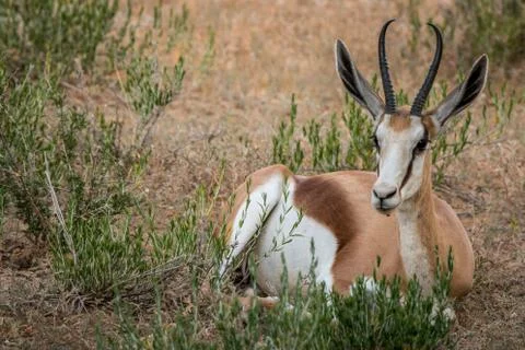 Springbok laying in the grass. Stock Photos