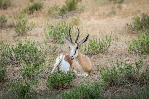 Springbok laying in the grass. Stock Photos