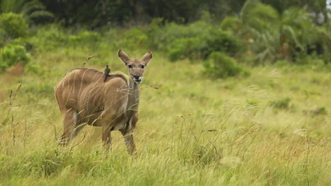 Springbok lonely Antelope breeding chewing grass On Savannah During Sunny Day At Stock Footage 276579915