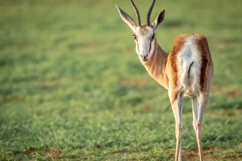 Springbok looking back at the camera. Stock Photos