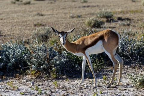 Springbok looking at the camera Stock Photos