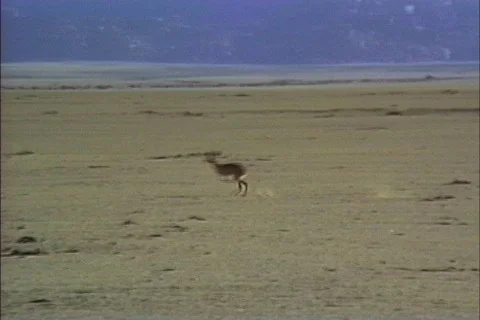 Springbok Namib Desert Stock Footage 466995