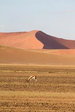 Springbok, namibia Stock Photos