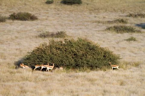 Springbok, namibia Stock Photos