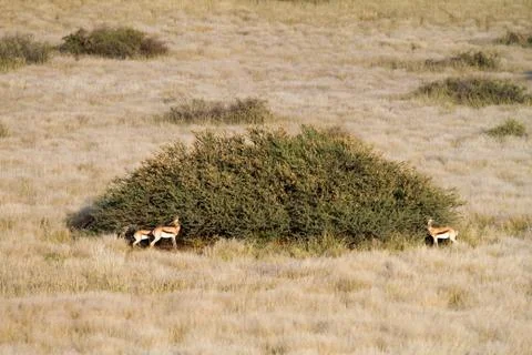 Springbok, namibia Stock Photos