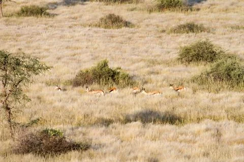 Springbok, namibia Stock Photos