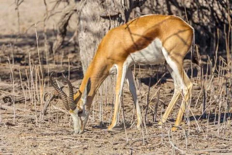 Springbok in Namibia Stock Photos