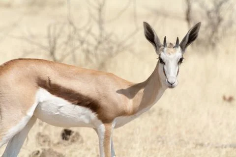 Springbok in Namibia Stock Photos
