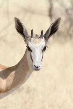 Springbok in Namibia Stock Photos