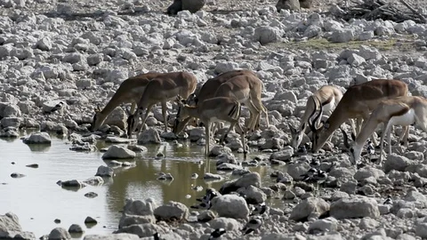 Springbok at Okakuejo Stock Footage 125956449