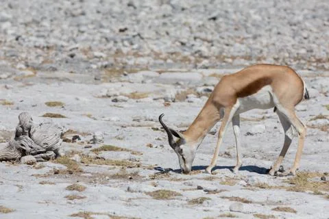 Springbok Stock Photos